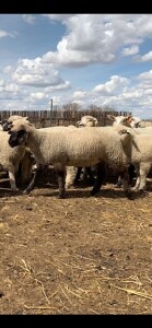 40 Replacement Quality Ewe Lambs