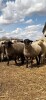 40 Replacement Quality Ewe Lambs - 2