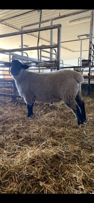 Ram Lamb from same home as the Ewe lambs