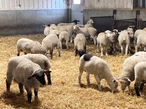 200 Feeder Lambs selling FOB the farm outside of Lethbridge, Alberta