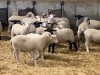 200 Feeder Lambs selling FOB the farm outside of Lethbridge, Alberta - 2