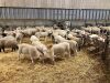 200 Feeder Lambs selling FOB the farm outside of Lethbridge, Alberta - 3