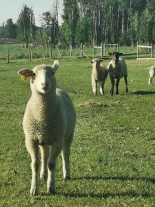 Dispersal - Rideau Arcott/Dorset cross Ewe/Lamb families