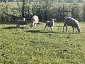 Dispersal - Rideau Arcott/Dorset & Rideau Arcott/Texel Replacement quality Ewe Lambs