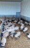Suffolk & Suffolk/Rideau Arcott Cross replacement quality Ewe Lambs - 2