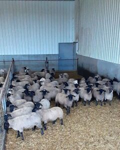 Suffolk & Suffolk/Rideau Arcott cross Replacement quality Ewe Lambs