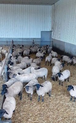 Suffolk & Suffolk/Rideau Arcott cross Replacement quality Ewe Lambs