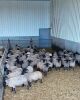 Suffolk & Suffolk/Rideau Arcott cross Replacement quality Ewe Lambs - 2