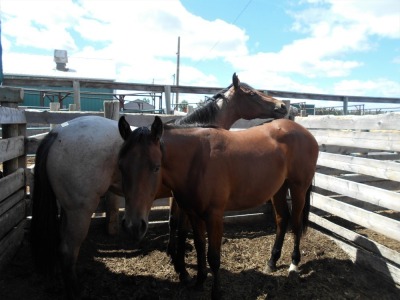 Red Roan Quarterhorse Filly, 14.1 HH