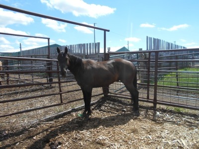 Black Quarterhorse Gelding, 14.3 HH