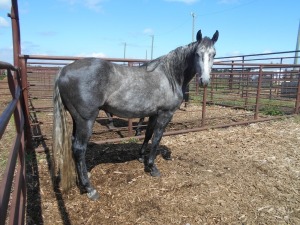 Grey Quarterhorse/Andalusian Gelding, 15.2 HH