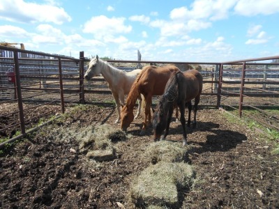 Sorrel Quarterhorse/Thoroughbred Filly, 14.3 HH