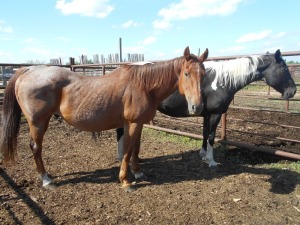Red Roan Quarterhorse Gelding, 15 HH