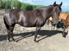 "Ginger" Dark Bay Quarterhorse/Morgan Mare, 15.2 HH