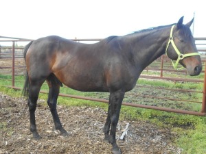 "Roper" Brown Quarterhorse Gelding, 16 HH