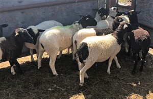 Dorper Ewe Lamb Dispersal