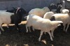 Dorper Ewe Lamb Dispersal - 2