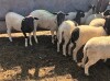 Dorper Ewe Lamb Dispersal - 3