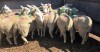 Replacement Quality Ewe Lambs - Dorset/NCC cross