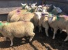 Replacement Quality Ewe Lambs - Dorset/NCC cross - 2