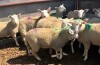 Replacement Quality Ewe Lambs - Dorset/NCC cross - 3