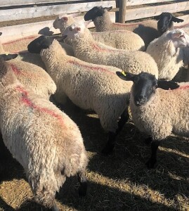 Replacement Quality Ewe Lambs - Suffolk/Finn cross