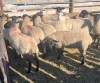 Replacement Quality Ewe Lambs - Suffolk/Finn cross - 2
