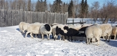 Bred Ewe or Ewe Lamb