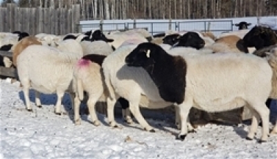 Bred Ewe or Ewe Lamb