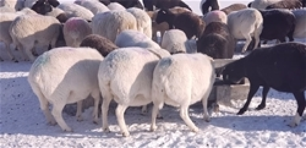 domestic-sheep-animal-database-fandom