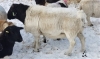 Dorper Ram - 2