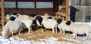 Bred Ewe or Ewe Lamb