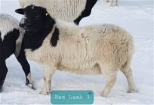 Papered Dorper Ram Lamb