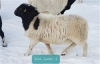 Papered Dorper Ram Lamb - 3