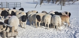 Bred Ewe or Ewe Lamb