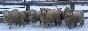 Bred Rideau/Dorset/Texel Ewe Lamb