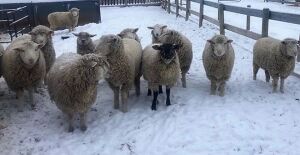 Bred Rideau/Dorset/Suffolk Ewe Lamb