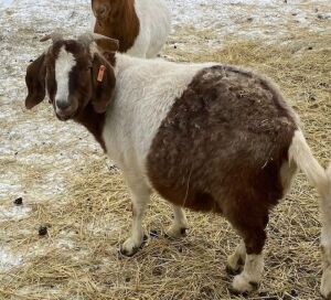 Bred Boer Cross Does