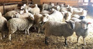 Rideau/Texel cross Bred Ewes