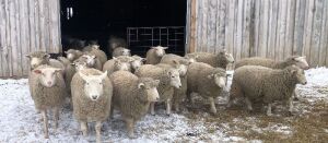 Bred Rideau/Dorset/Texel Ewe Lamb