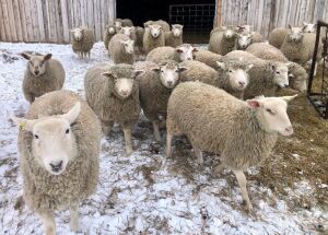 Bred Rideau/Dorset/Suffolk Ewe lamb