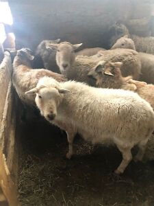 Bred Katahdin cross ewes