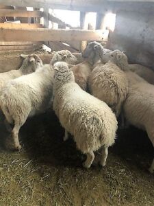 Bred Katahdin cross ewes