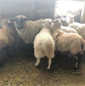 Bred Katahdin cross ewes