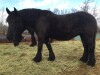 "Jade" Black Percheron Mare