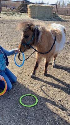 "Pumpkin Patch" Mini Mare, 36 inches