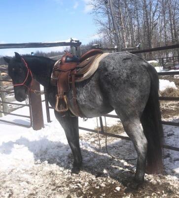 "Smurf" Blue Roan QH Gelding,