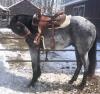 "Smurf" Blue Roan QH Gelding, - 2