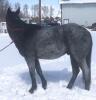 "Smurf" Blue Roan QH Gelding, - 3