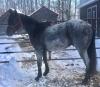 "Smurf" Blue Roan QH Gelding, - 4